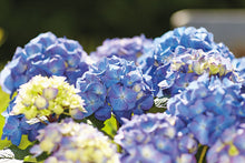 Lade das Bild in den Galerie-Viewer, Diva fiore® Blau