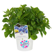 Lade das Bild in den Galerie-Viewer, Diva fiore® Blau