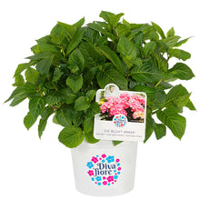 Lade das Bild in den Galerie-Viewer, Diva fiore® Rosa