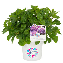 Lade das Bild in den Galerie-Viewer, Diva fiore® Violett