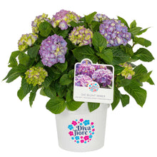 Lade das Bild in den Galerie-Viewer, Diva fiore® Violett