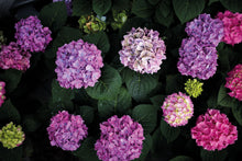 Lade das Bild in den Galerie-Viewer, Diva fiore® Violett