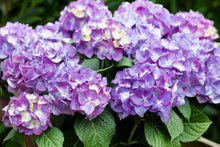 Lade das Bild in den Galerie-Viewer, Diva fiore® Violett