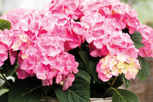 Lade das Bild in den Galerie-Viewer, Diva fiore® Rosa